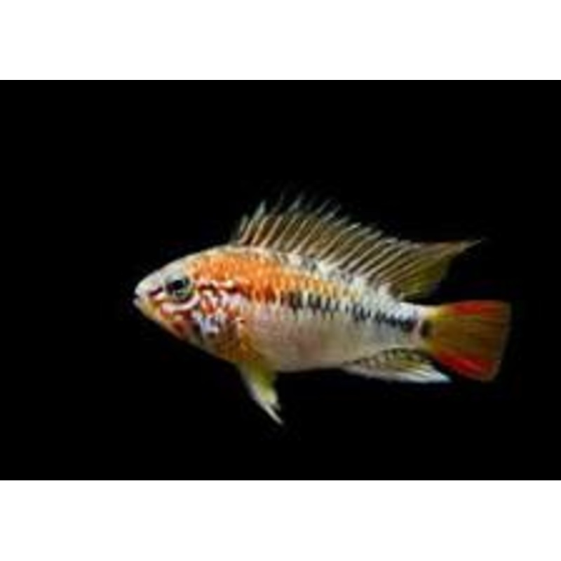 Apistogramma viejita