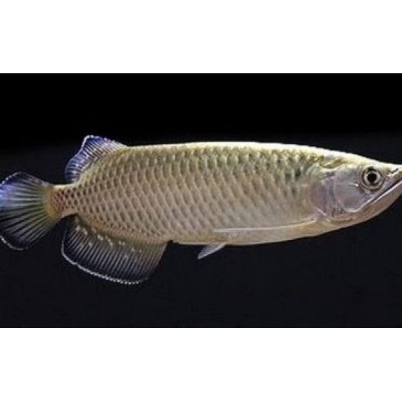 Arowana Jardini Arowana