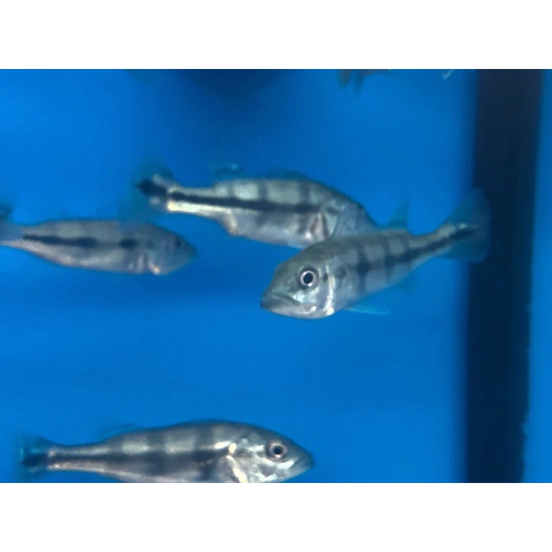 Azul Peacock Bass (Cichla Piquiti)