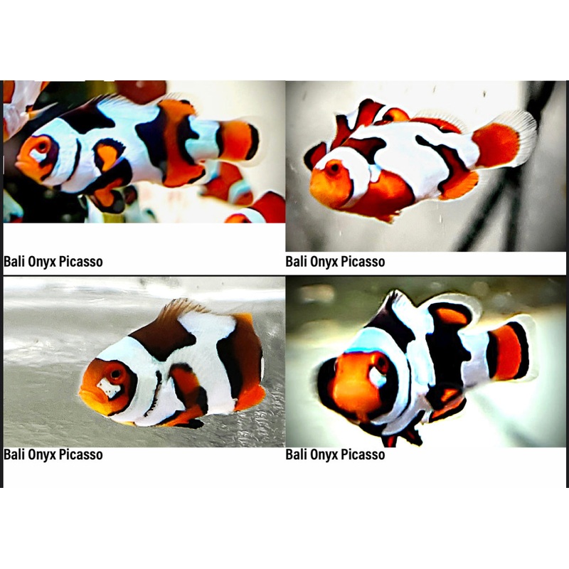 Bali Onyx Picasso (Premium) Clownfish