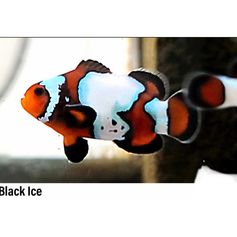 Black Ice Clownfish Juvenile