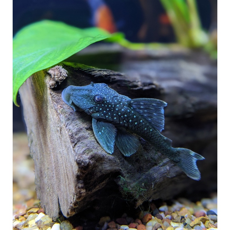 Blue Phanton Pleco L128
