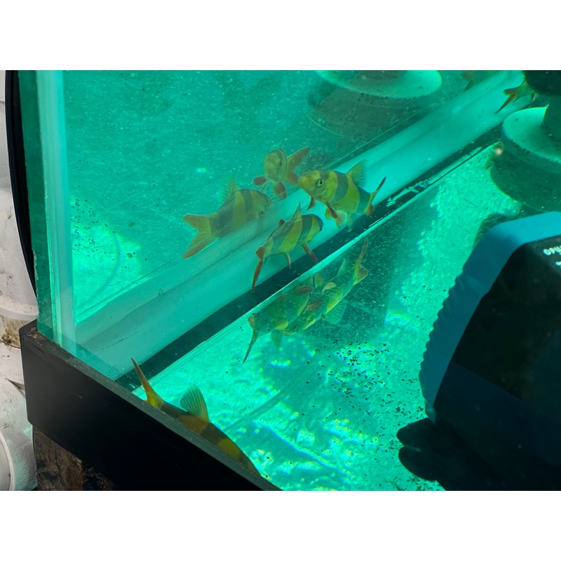Clown Loach Nice