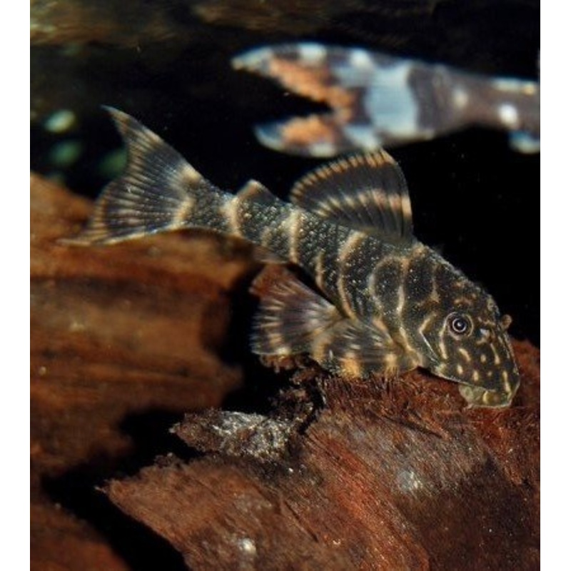 Clown Pleco