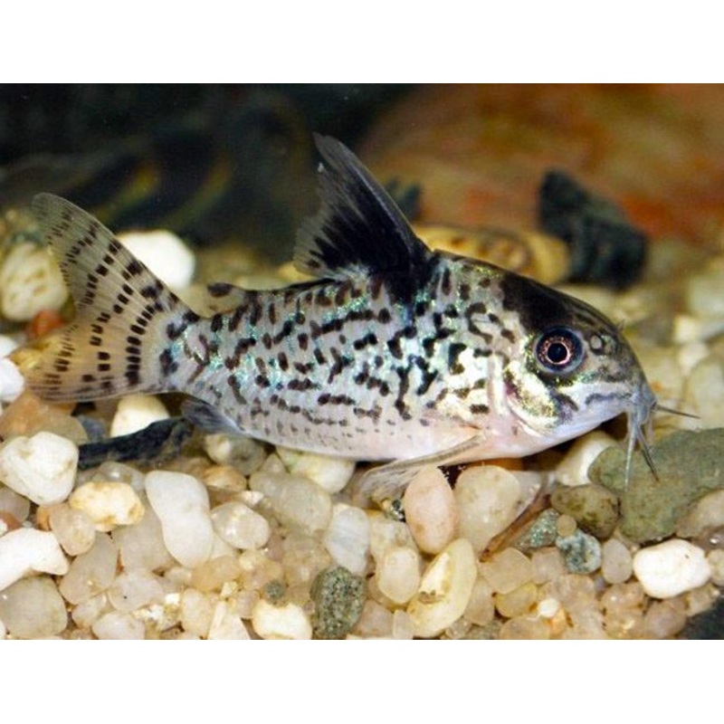 Cory Agassiz's corydoras
