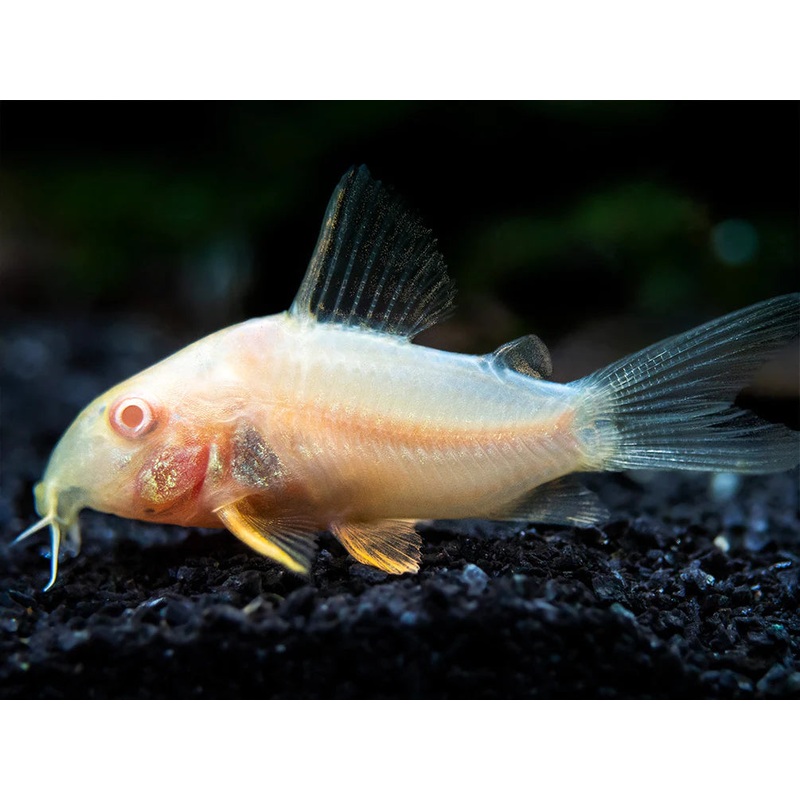 Cory Albino Cory