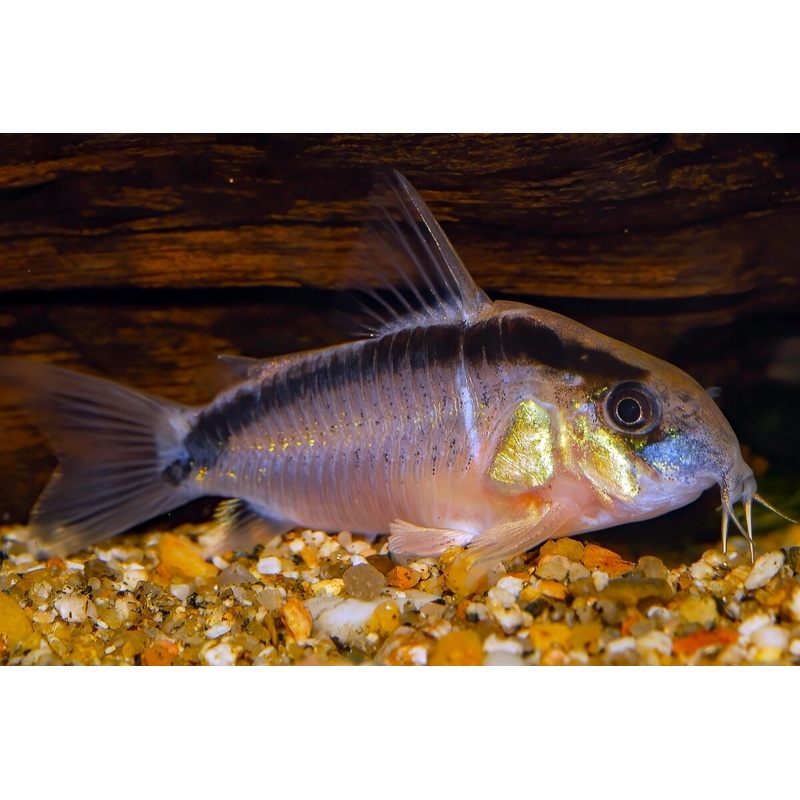 cory arcuatus Skunk Cory
