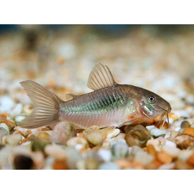 Cory Green Aneus Cory