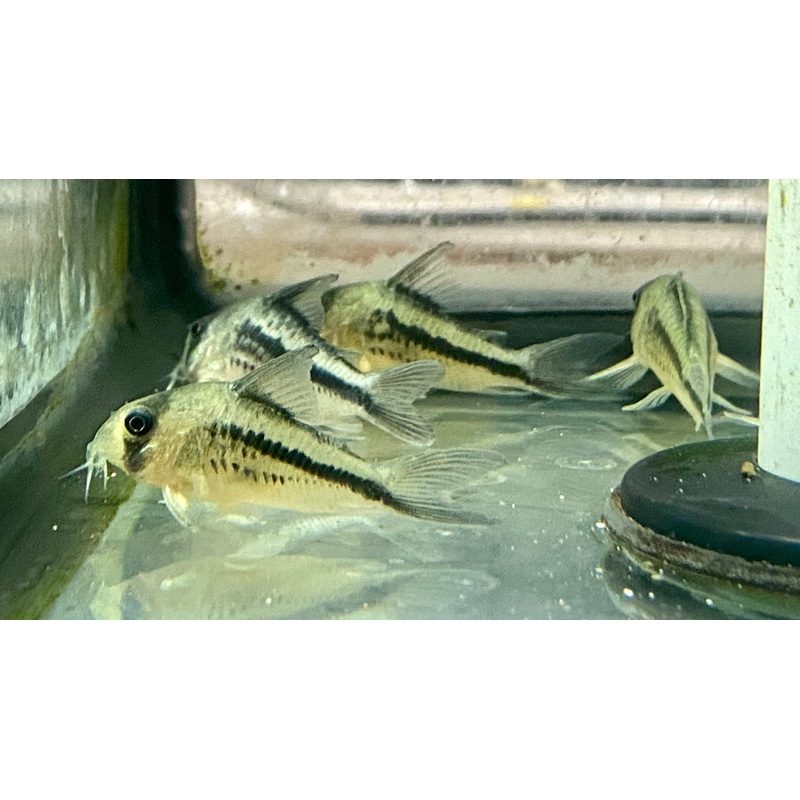 Cory loxozonus corydoras