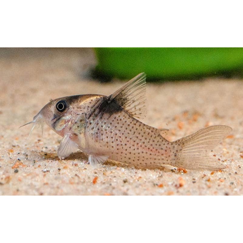Cory melanistius corydoras