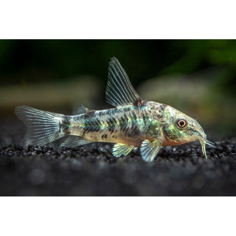 Cory paleatus corydoras
