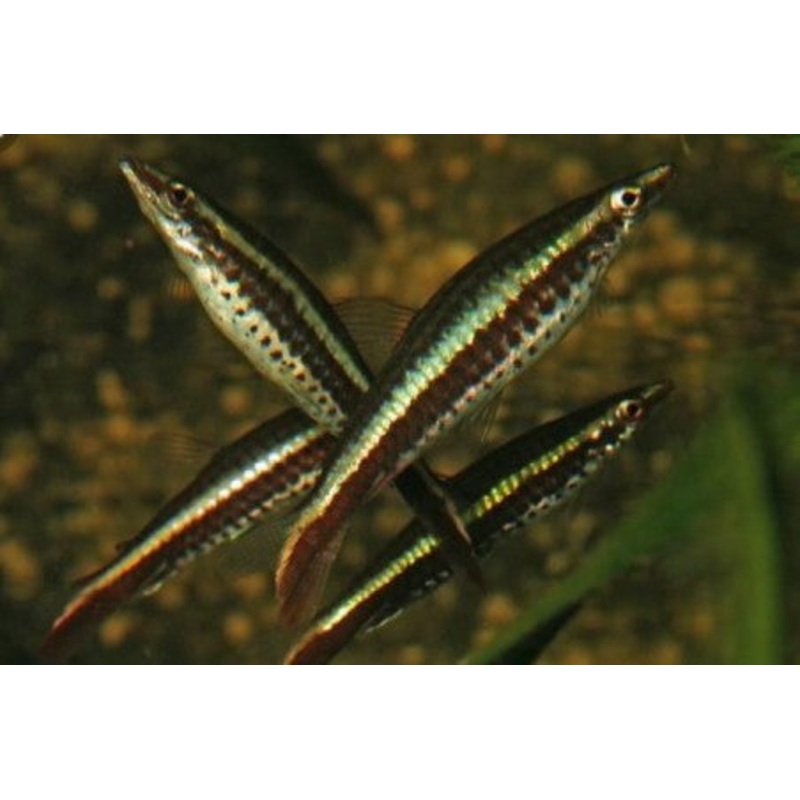 Diptail Pencil Fish-Eques Pencilfish (Nannostomus eques)