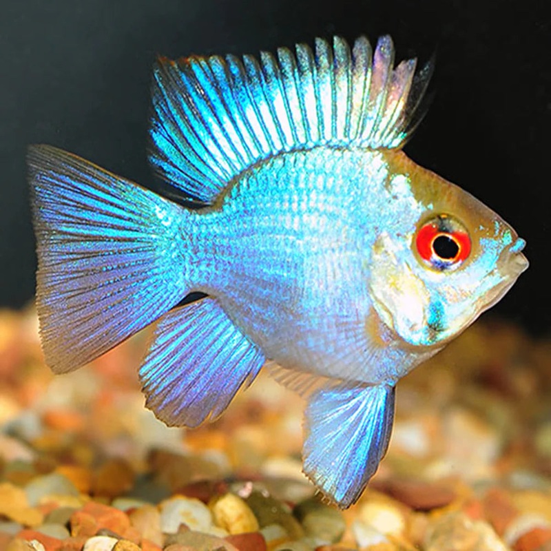 Electric Blue Ballon Body RAM