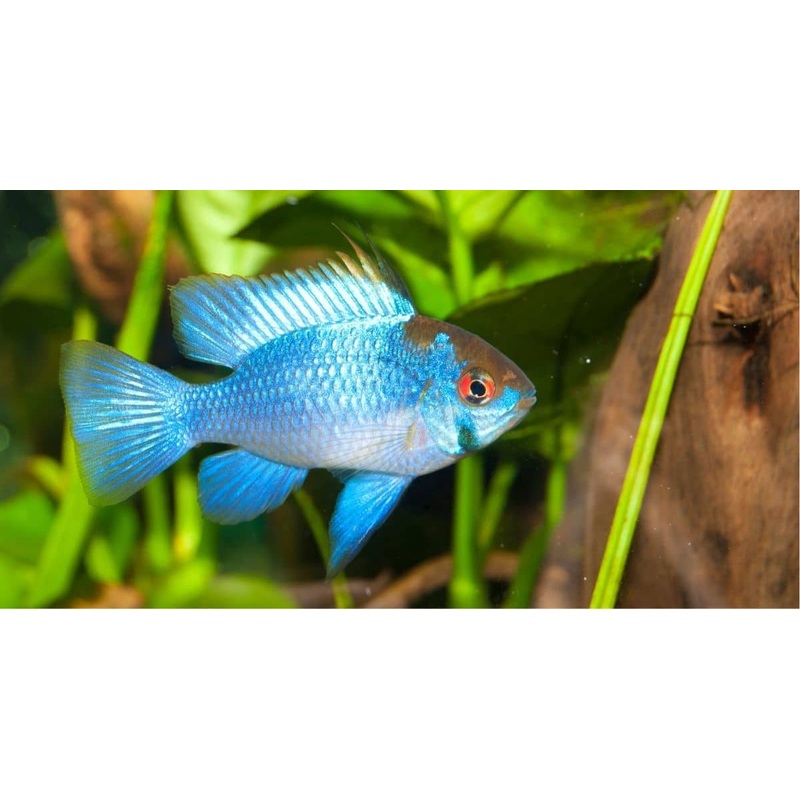 Electric Blue RAM