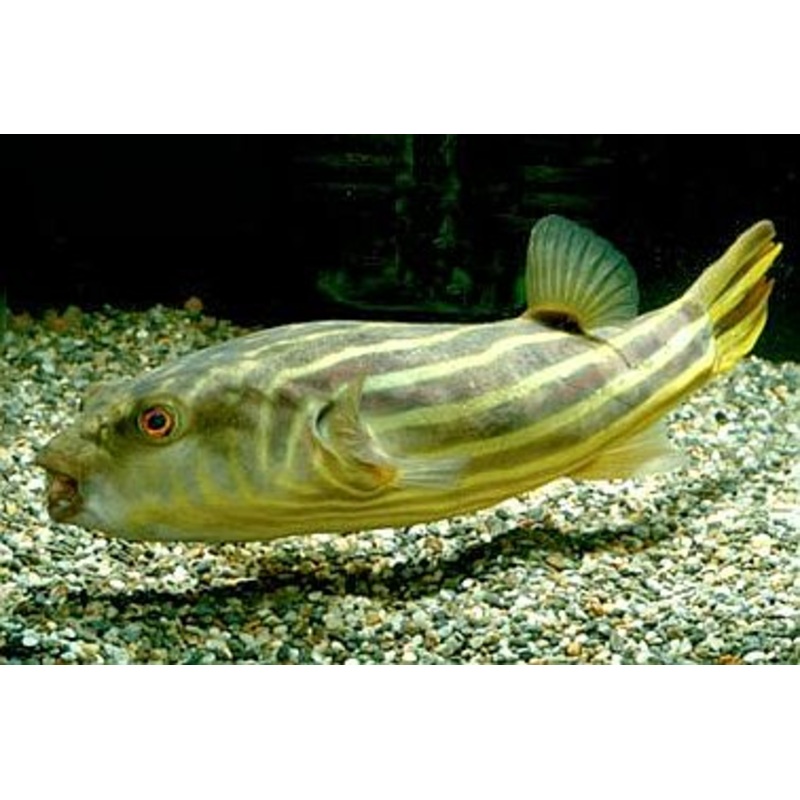 Fahaka Puffer Fish (Tetraodon Lineatus) 6"-7"