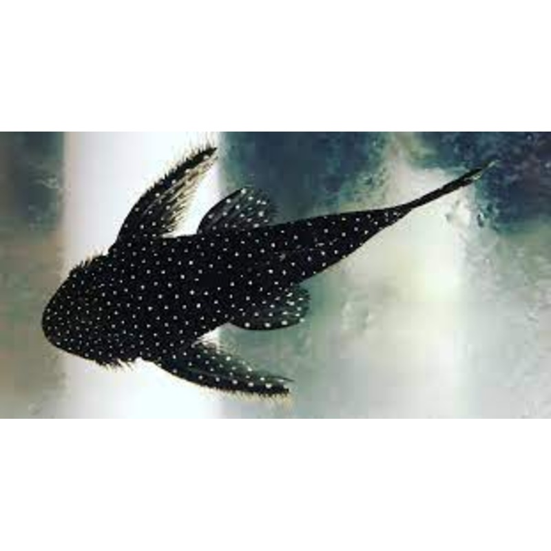 Flathead Pleco L039 4"