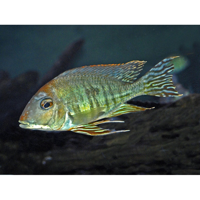 Geophagus Altifrons 1"-1.5"