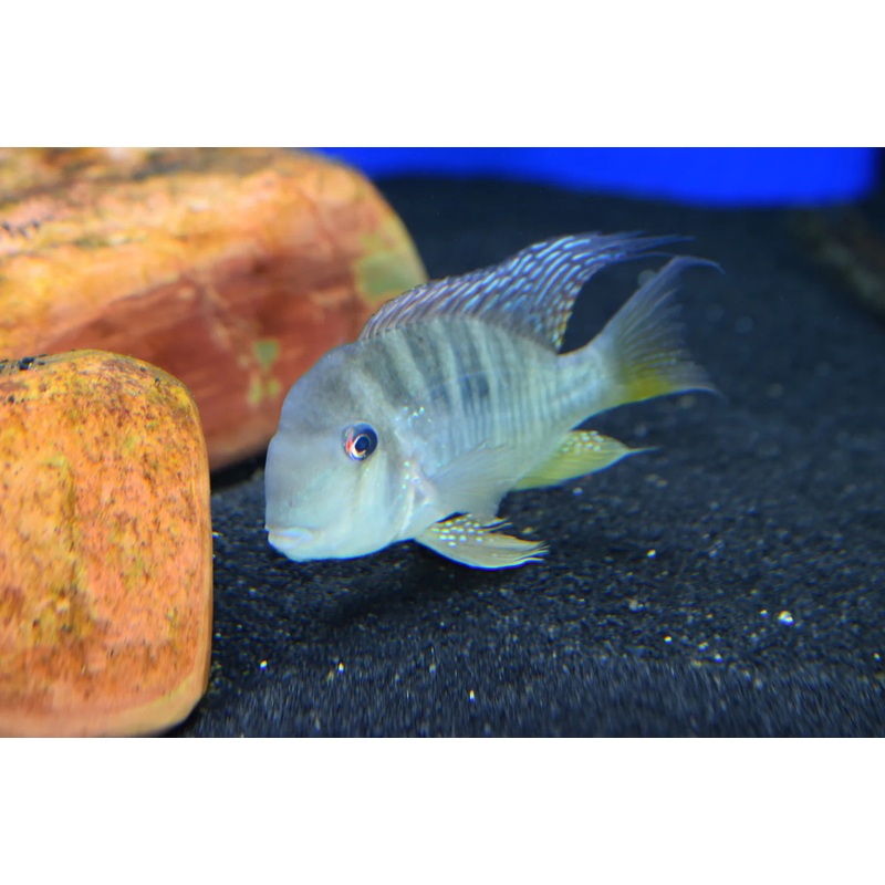 Geophagus Balzanii