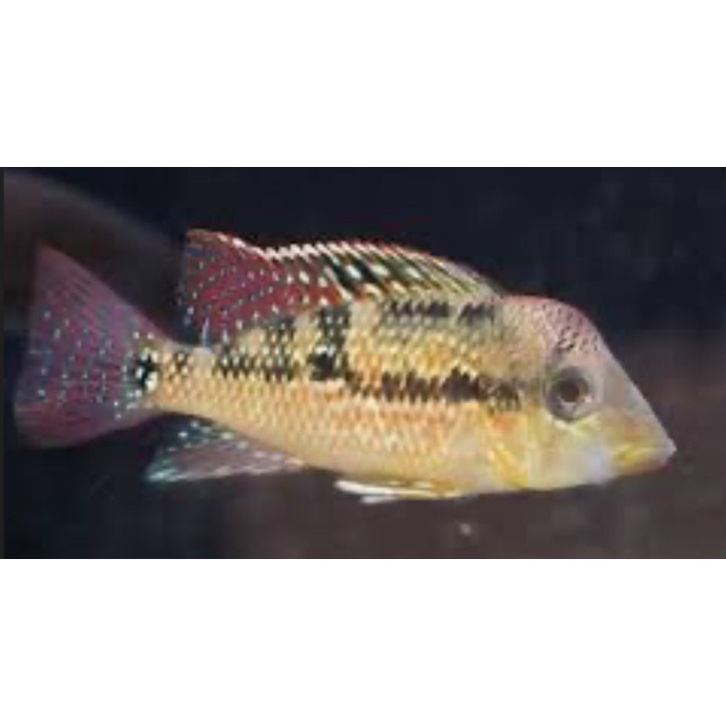 Gold Dust Geophagus