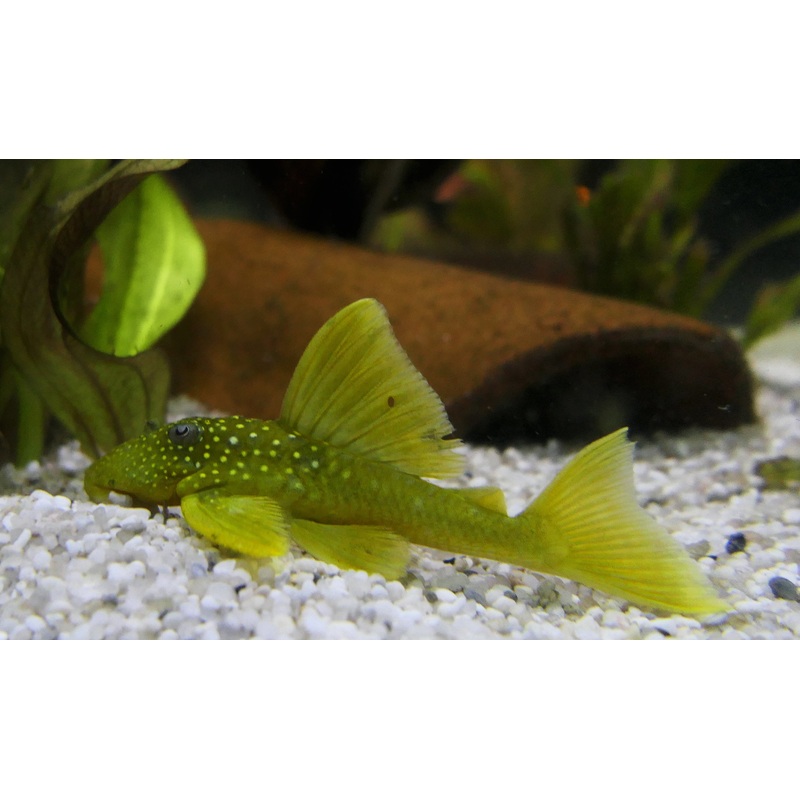 Green Phanton L200