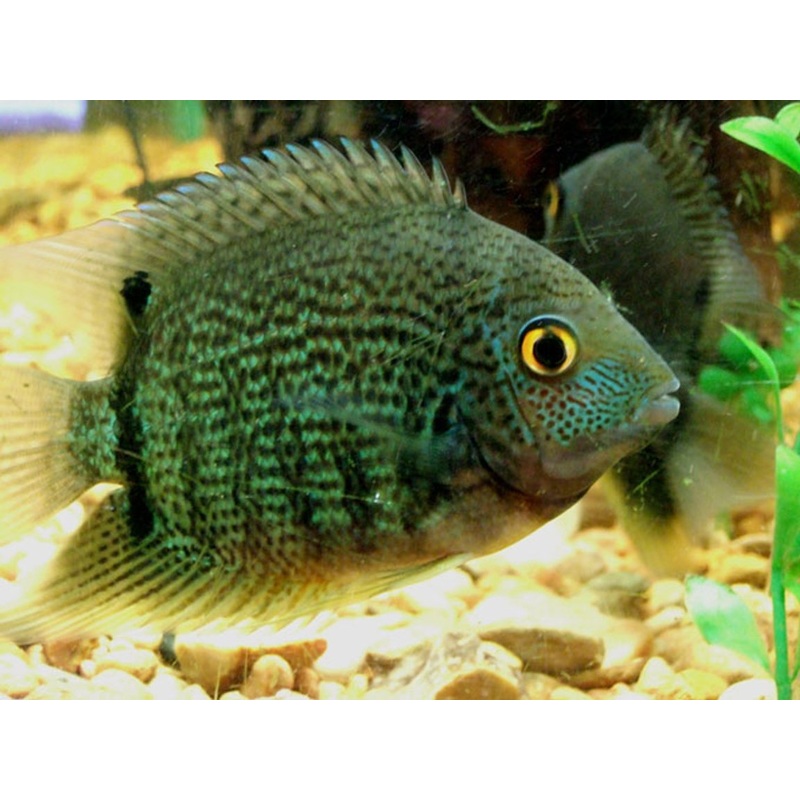 Green Severum (Heros Severus)