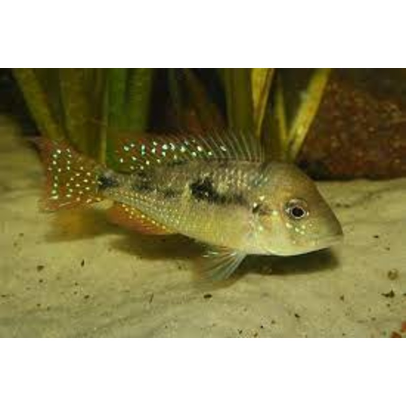 Gymnogeophagus caaguazuensis