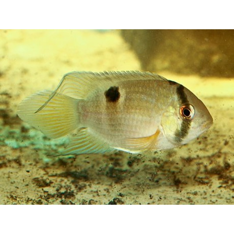 Keyhole Cichlid 1"+