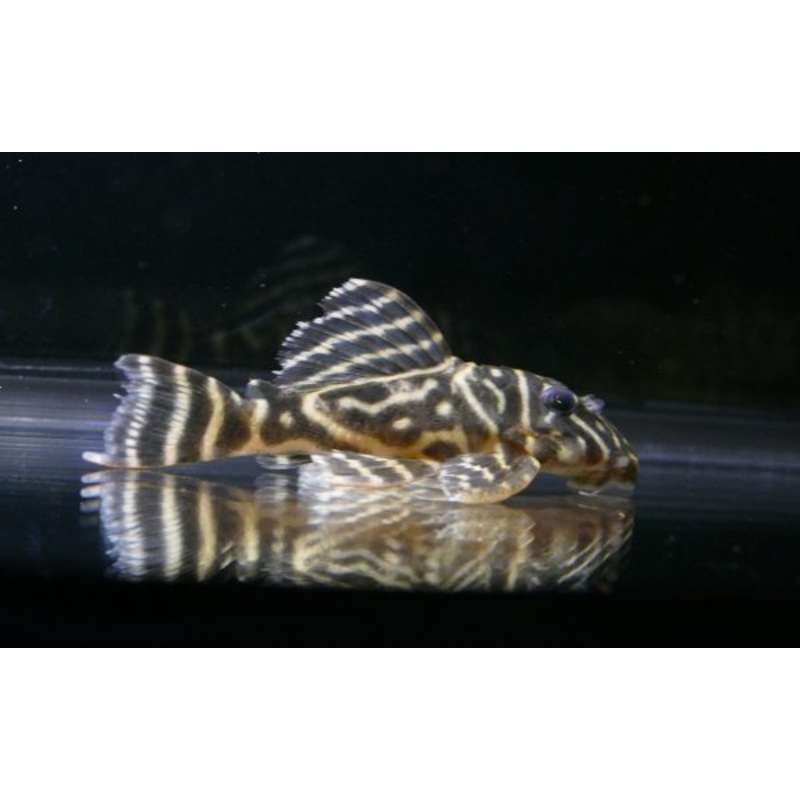 L129 Colombian Zebra Pleco (Hypancistrus debilitetra)