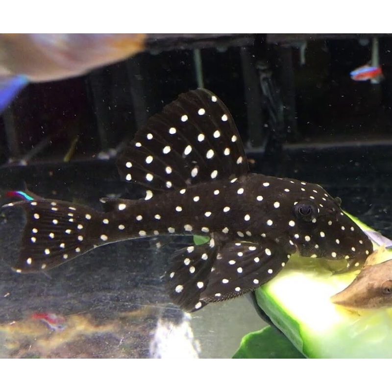 L142 / LDA033 Snowball Pleco (Baryancistrus Sp) 3"+