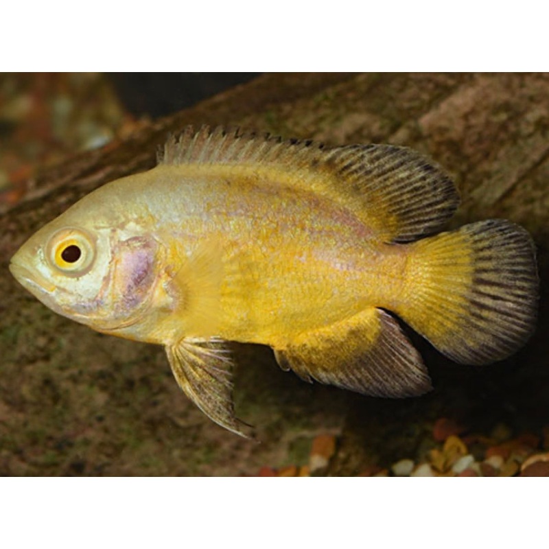 Lemon Yellow Oscar