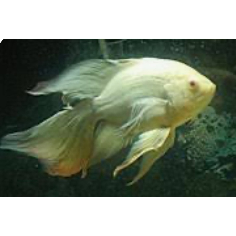 Long Fin Albino Tiger Oscar