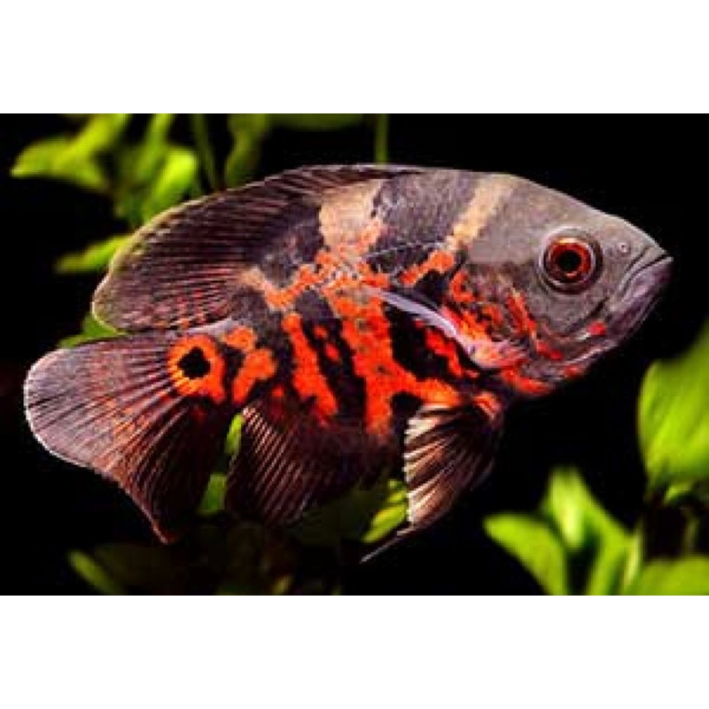Long Fin Red Tiger Oscar