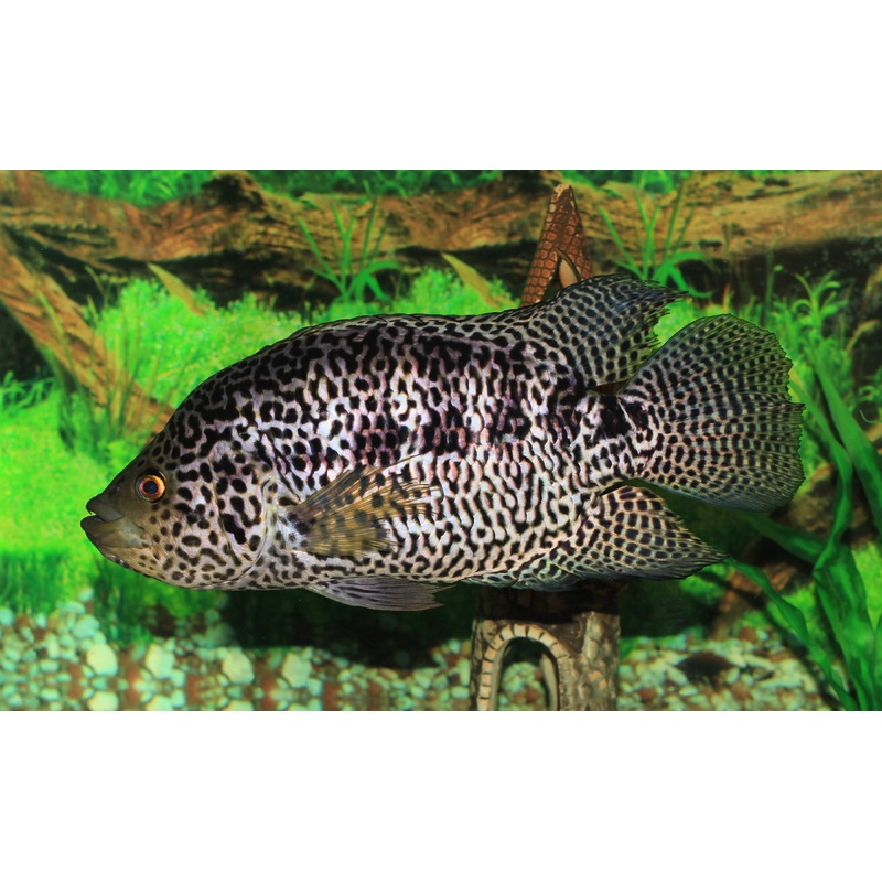 Managuensis Cichlid (Jaguar Cichlid)