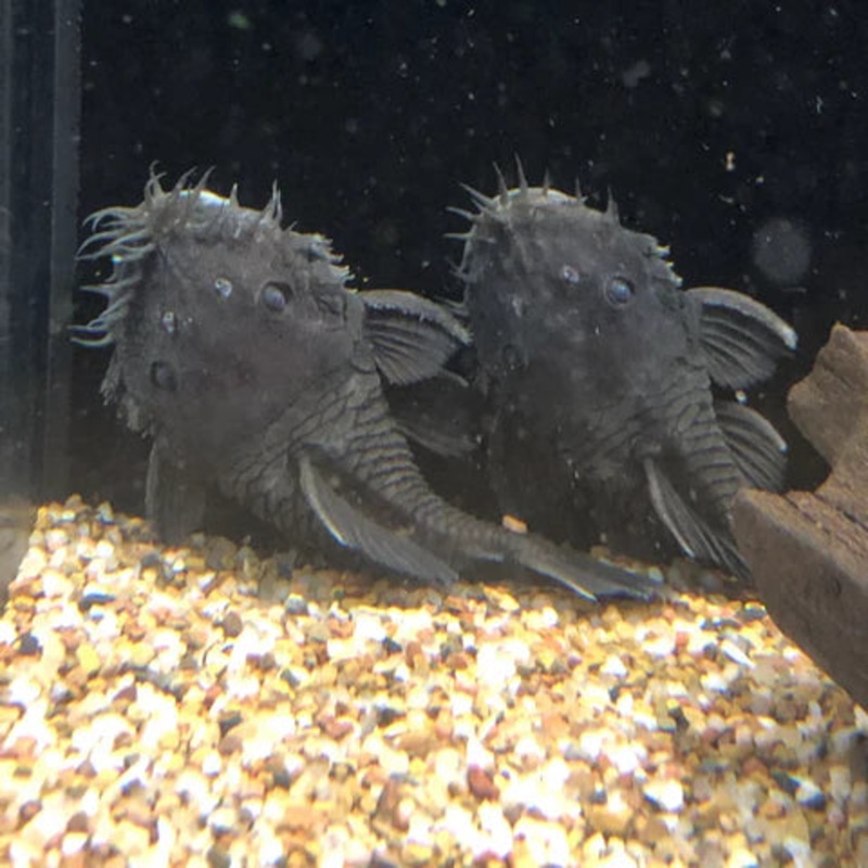 Medusa Pleco L034 3"-4"