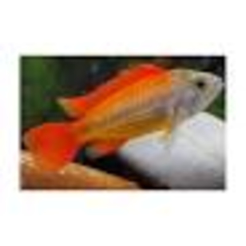 MEGA Orange Cacatuoides Apistograma