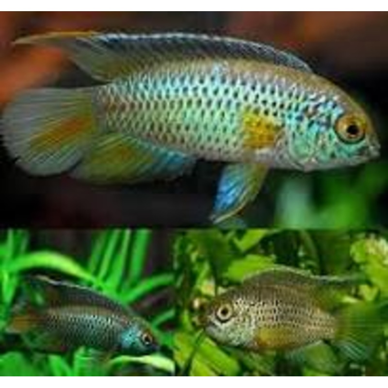 Nanakara Dwarf Cichlid