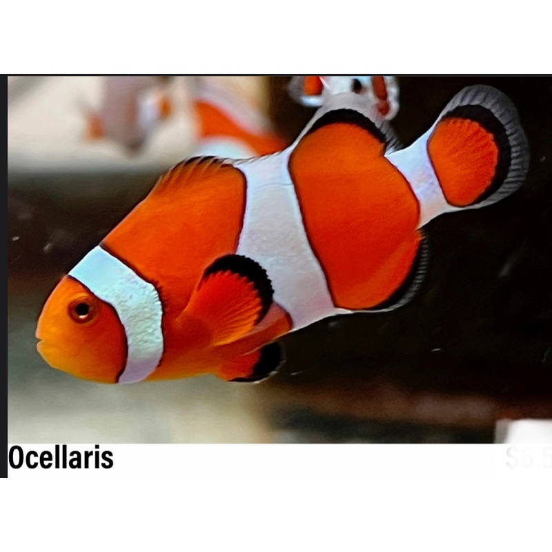 Ocellaris Clownfish Juvenile