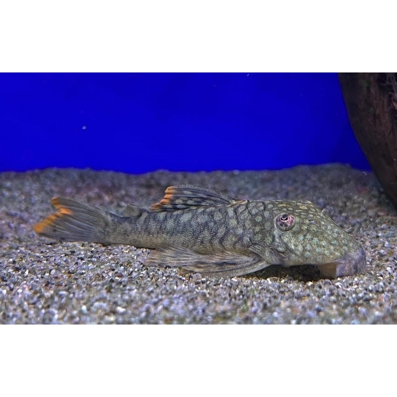 Orange seam pleco L106