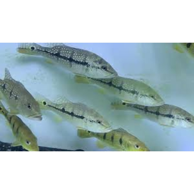 Peacock Bass Intermedia 2"
