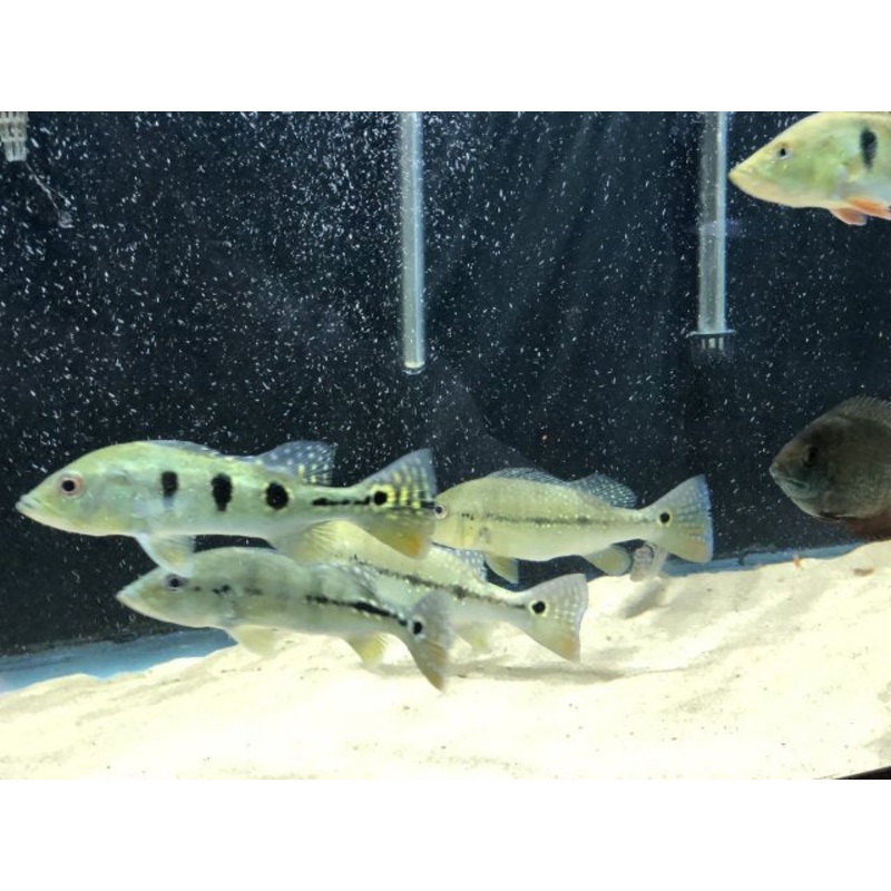 Peacock Bass Monoculus