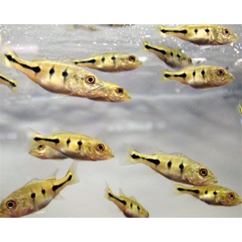 Peacock Bass Orincencis (Orinoco) 2"