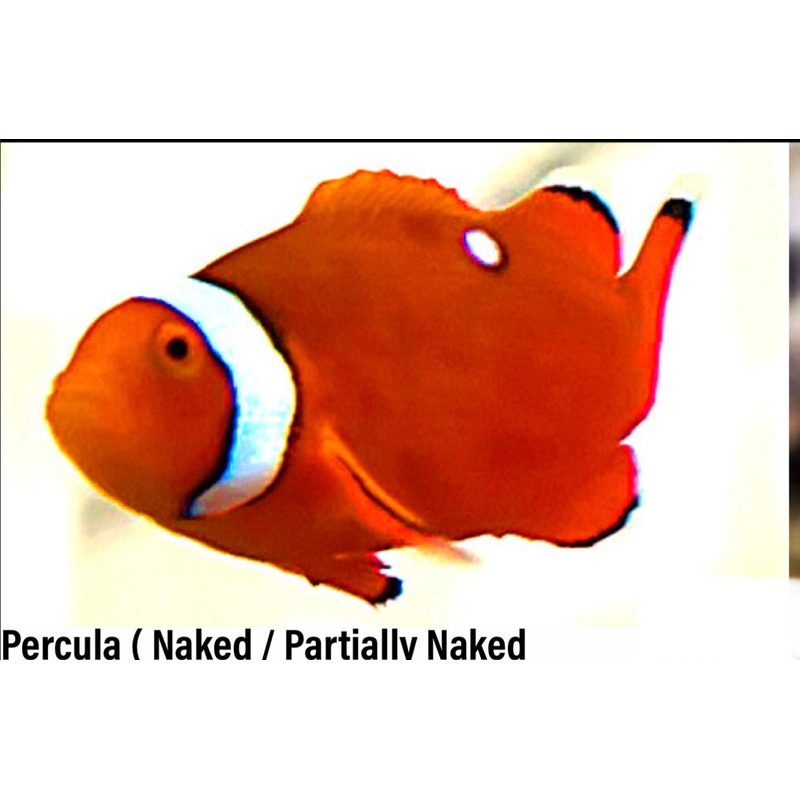 Percula ( Naked / Partially Naked ) Clownfish Juvenile