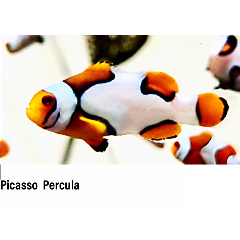 Picasso Percula Clownfish