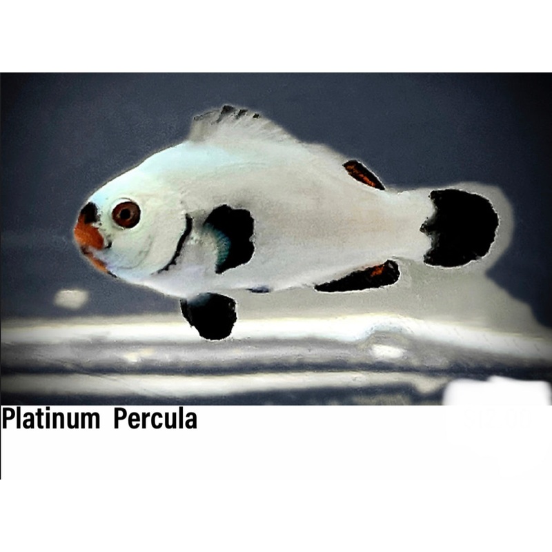 Platinum Percula Clownfish Juvenile