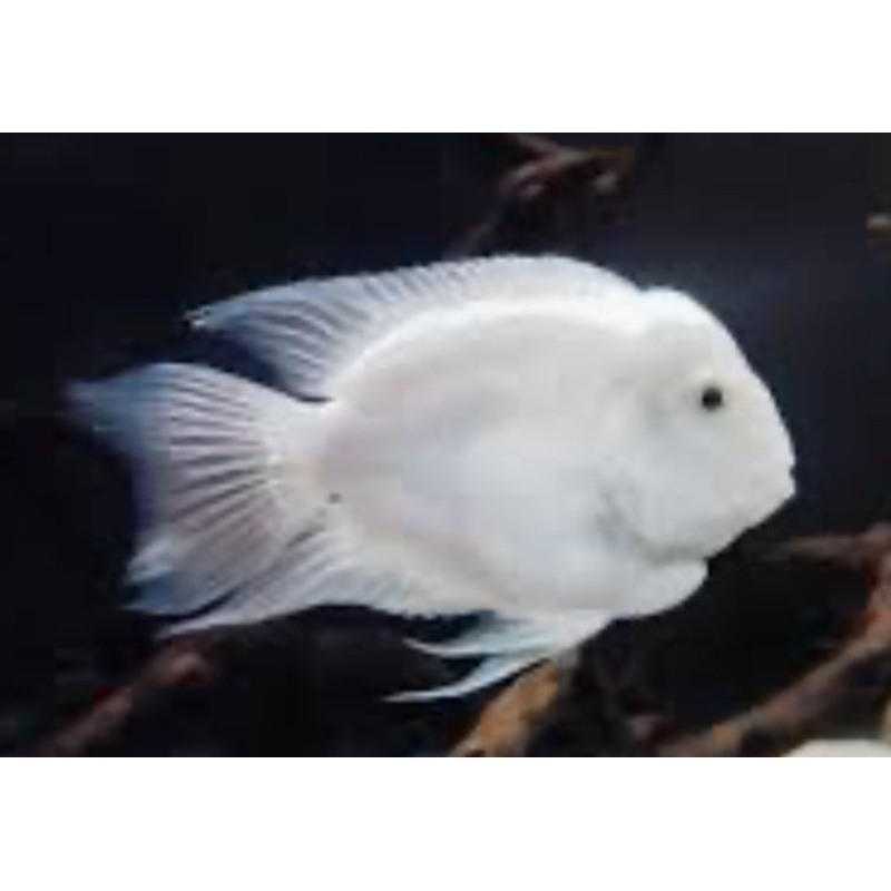PLATINUM WHITE PARROT CICHLID FISH