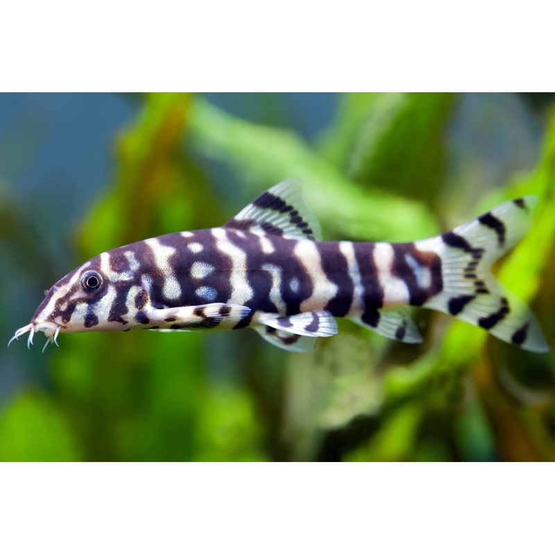 Polka DOT Loach (Kubotai)