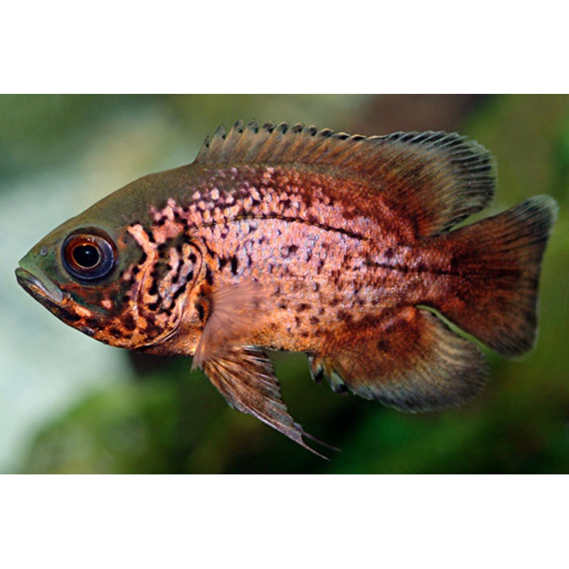 Red Oscar 2.5"