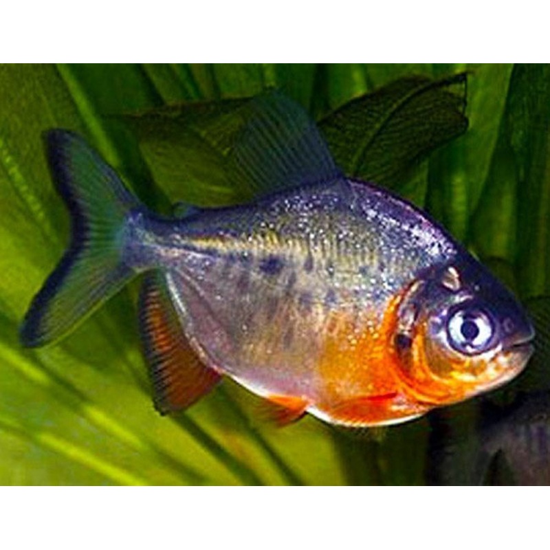 Red Pacu