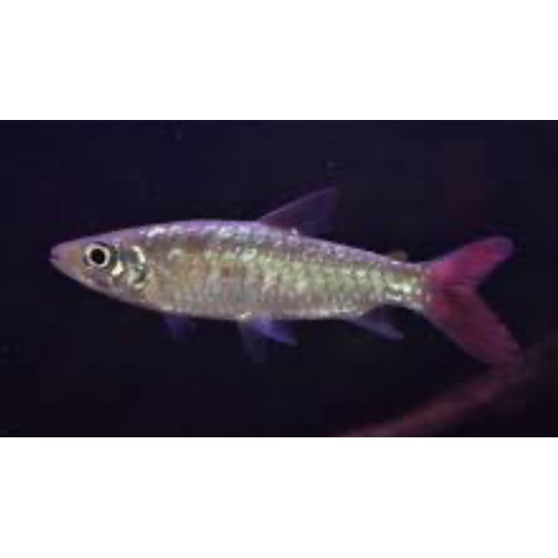 Red Tail Chalseus 5.5-6