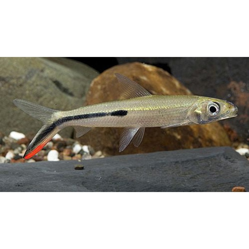 Red Tail Hemiodus (Hemiodus gracilis)
